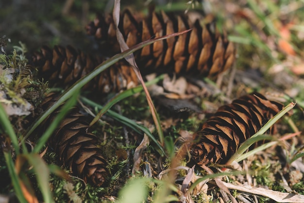 Fir cones on an evergreen conifer in a forest, Close-up of pine cones on a branch in a forest