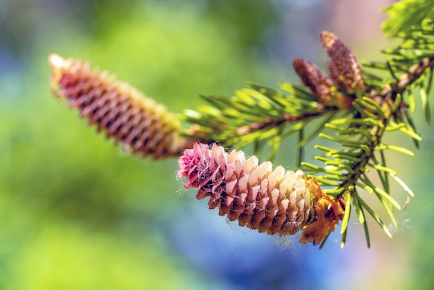 Fir cones growing nearby on a branch with needles New fruits of a coniferous tree