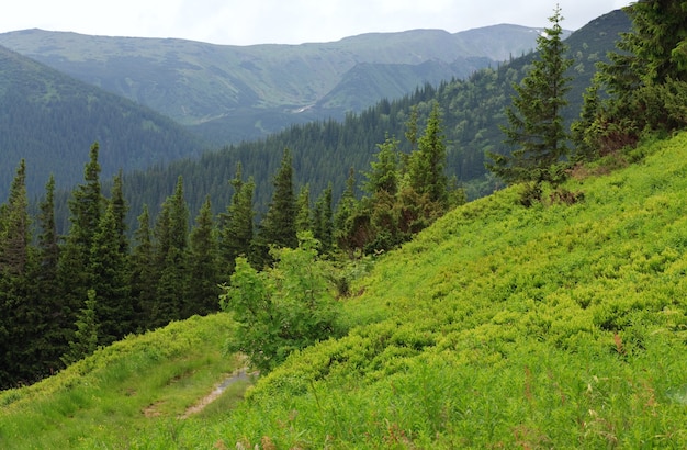 Fir forest and country road with puddle on summer mountainside (Ukraine, Carpathian Mountains)