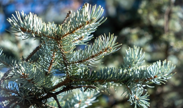 Fir tree branch close up spruce needle evergreen coniferous plant