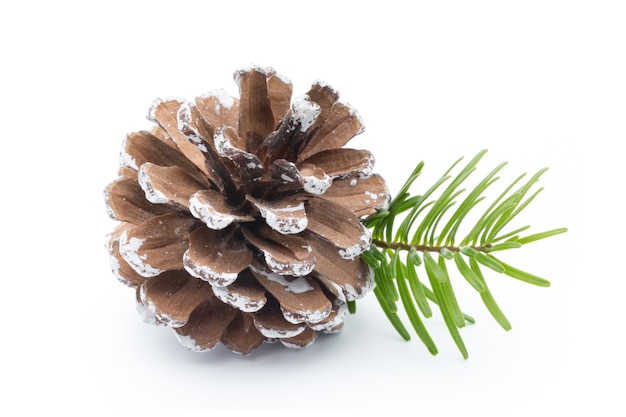 Fir tree branch and cones isolated.