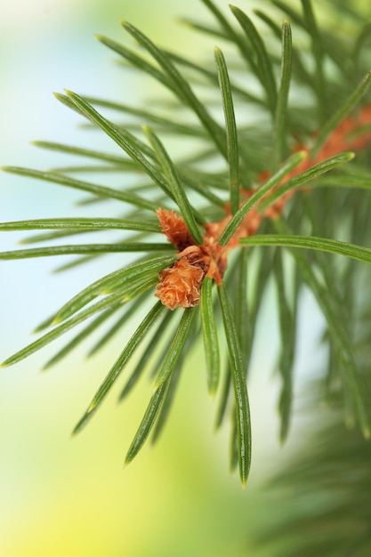 Fir tree branch, on green background