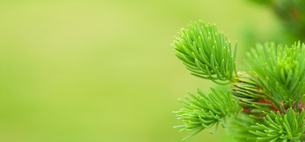 Fir tree branch on green background