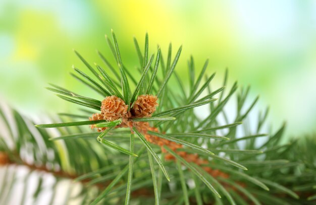 Fir tree branch, on green surface