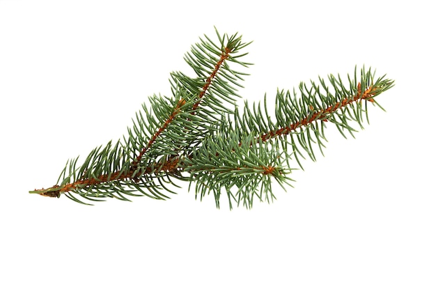 Fir tree branch isolated on white background. Pine branch. Christmas decoration.