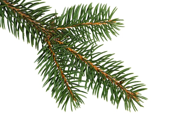 Fir tree branch isolated on white background. Pine branch. Christmas ornament.