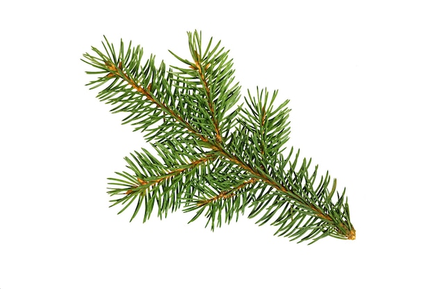 Fir tree branch Pine branch