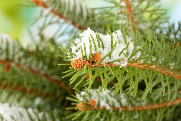 Fir tree branch with snow, close up