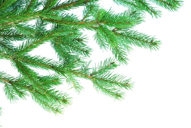 Fir tree branches