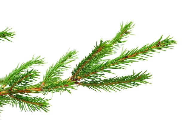 Fir tree branches