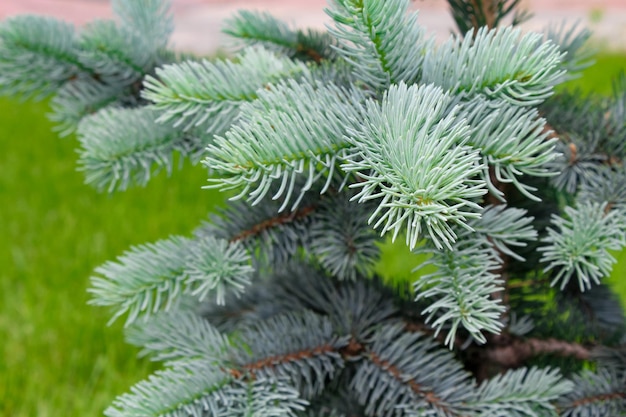 Fir tree brunch close up shallow focus fluffy fir tree brunch close up