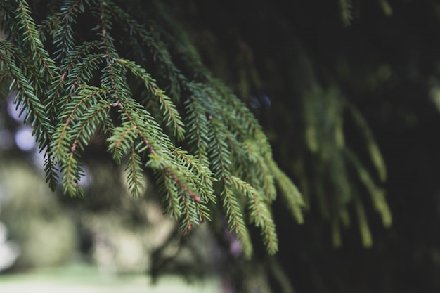 Fir tree brunch. Selective focus. 