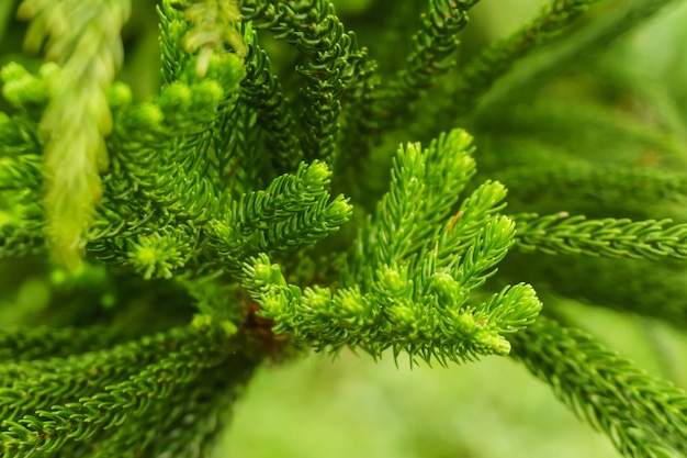 Fir tree detail of leaves, natural background