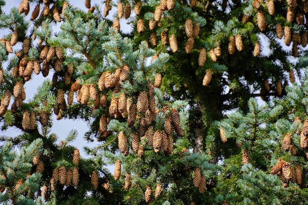 Fir tree is strewn with cones blue sky background