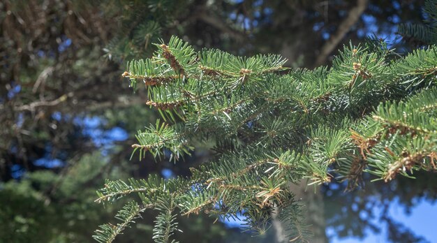 Fir tree needles close up blur nature background