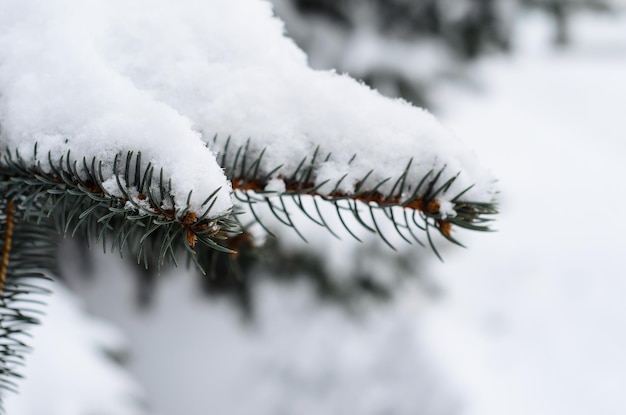 Fir tree needles with thick snow