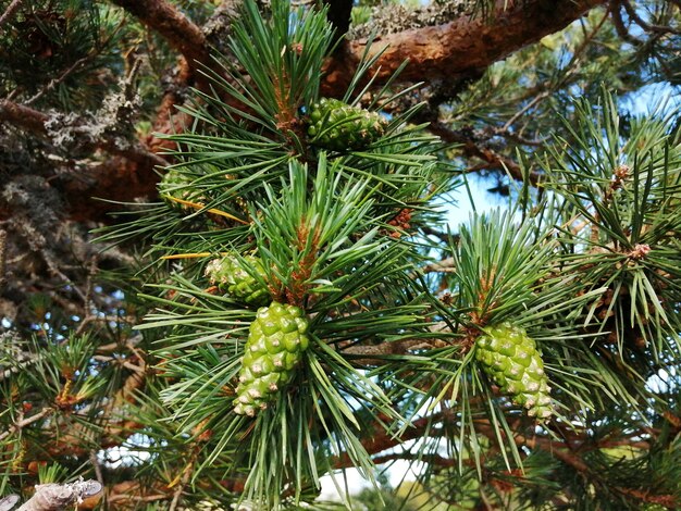 A fir tree with green cones