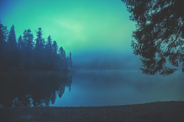 Fir trees around the lake in the autumn misty morning Lake Synevyr Carpathian Mountains Ukraine