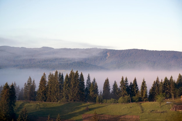 Fir trees on a meadow down the will to coniferous forest in foggy mountains