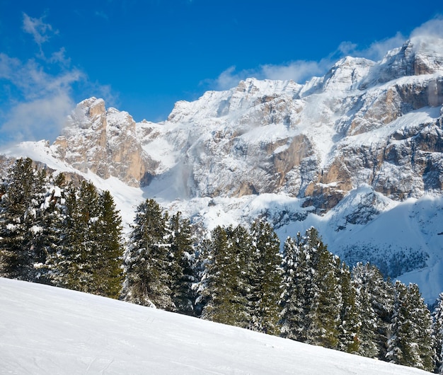 Fir trees on a mountain slope