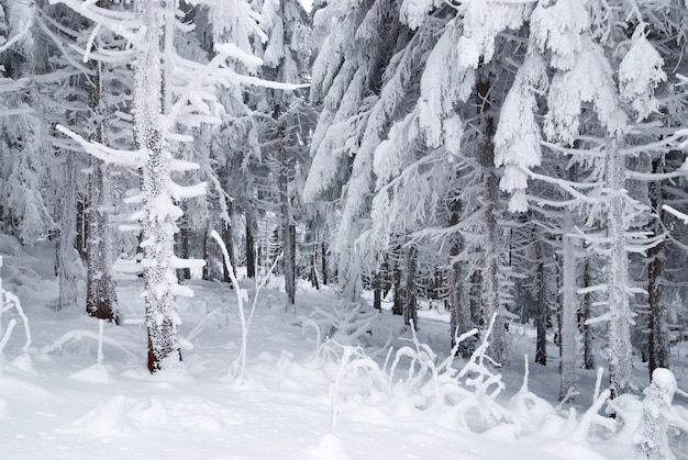 Fir trees in winter snow