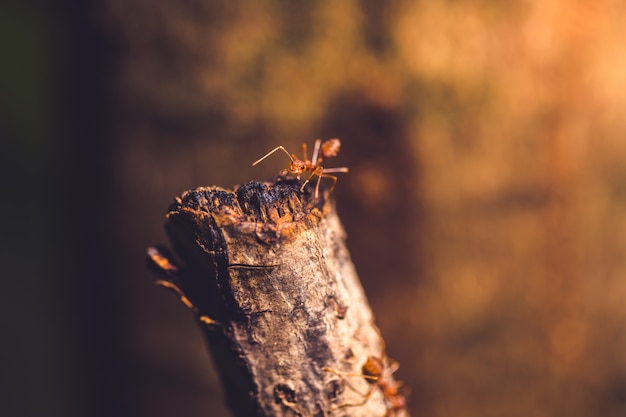 Fire ant on timber 