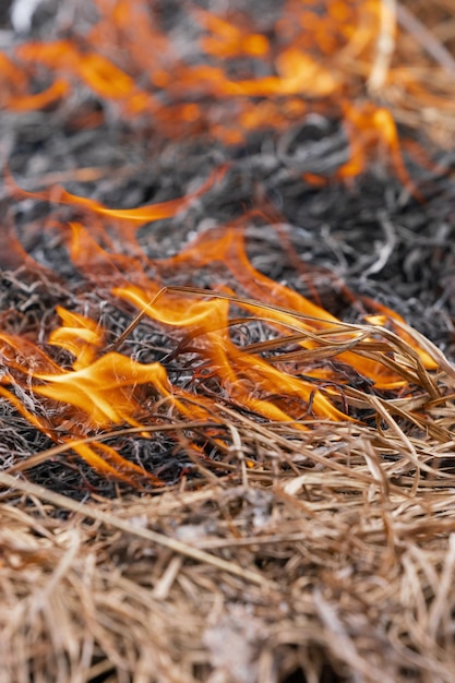 Fire burning dry grass in meadow of spring forest Soft selective focus motion blur from fire