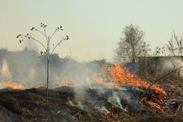 fire in the field / fire in the dry grass, burning straw, element, nature landscape, wind