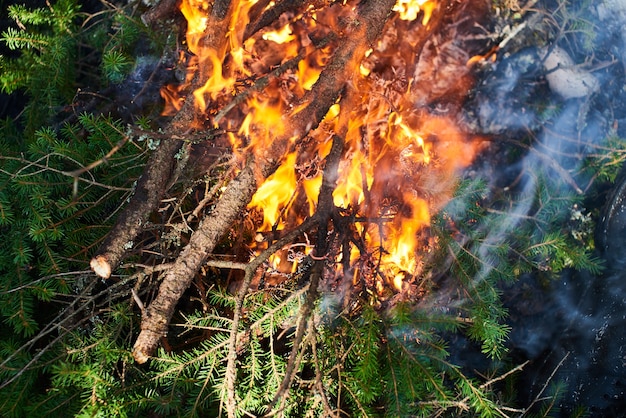 A fire of fir branches