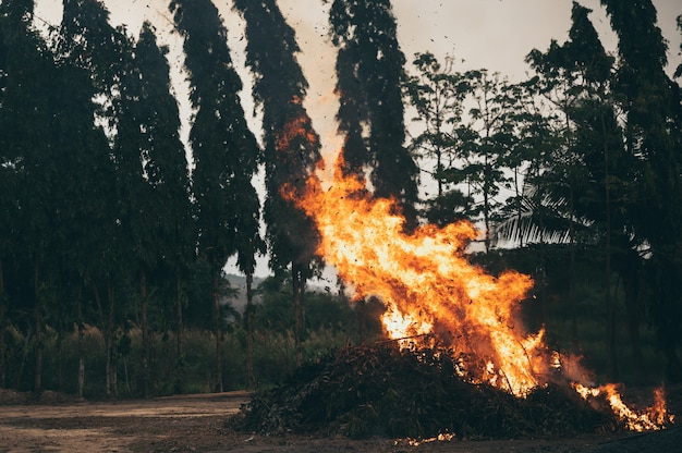 Fire flames on forest