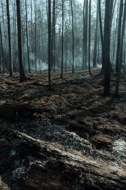 Fire in a forest near Pervouralsk Ural Sverdlovsk region August 25 2021