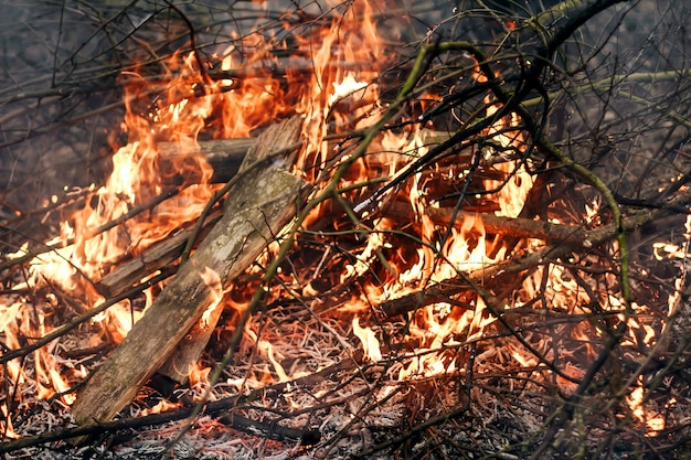 Fire from an old, last year's grass, dry branches and garbage. Fire and smoke in a forest plantation