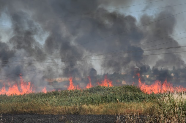 Fire in reed thickets along the bypass road near Odessa, Ukraine