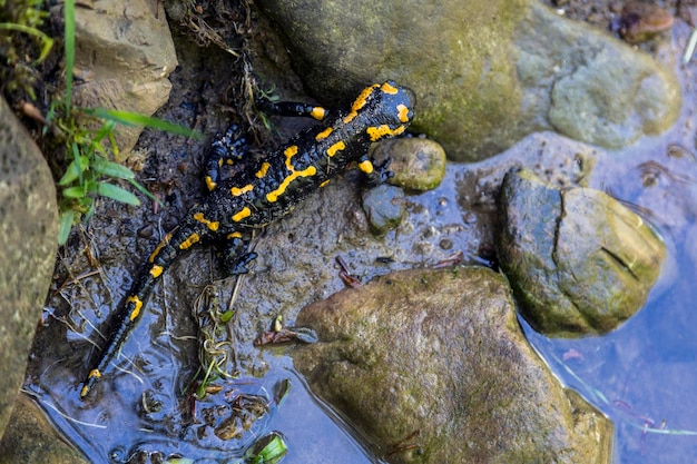 Fire salamander with yellow spots on the stone near the river