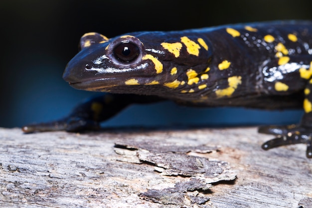 Fire salamander