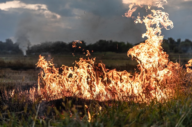 Fire in the steppe, the grass is burning destroying everything in its path.