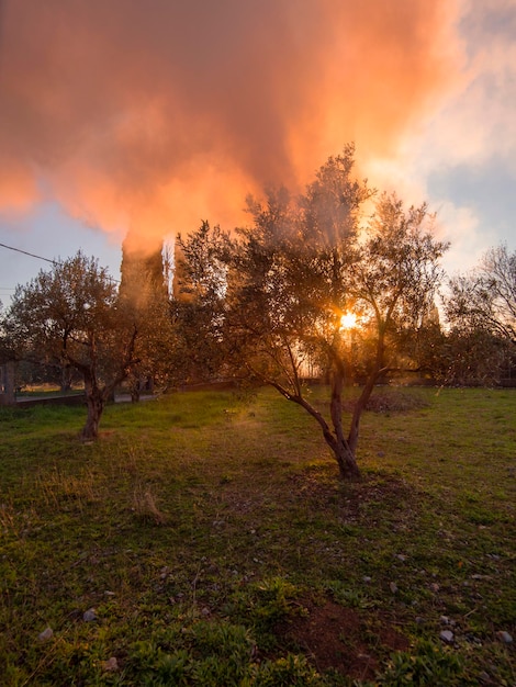 A fire with smoke in an olive garden in a Greek village on the Evia island in Greece