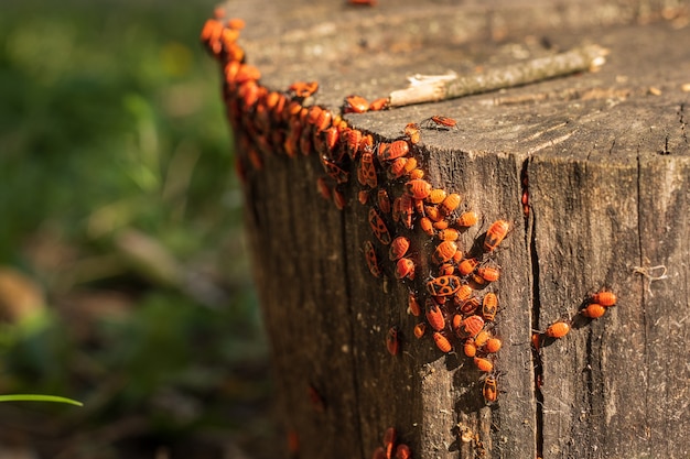 Firebug insects in a tree trunk. Beetles with a red spotted back close up photo.