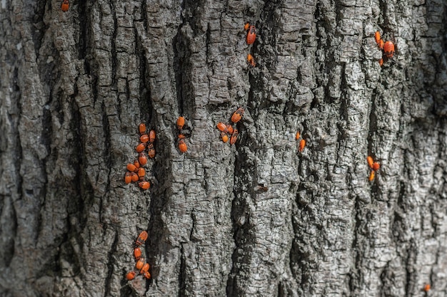 Firebug insects in a tree trunk. Beetles with a red spotted back close up photo.