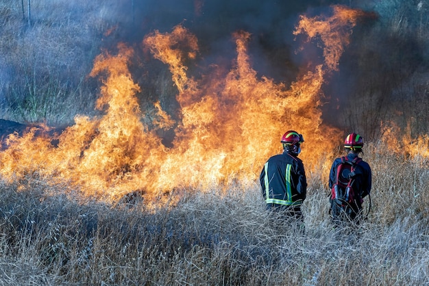 Firefighters trying to put out a forest fire