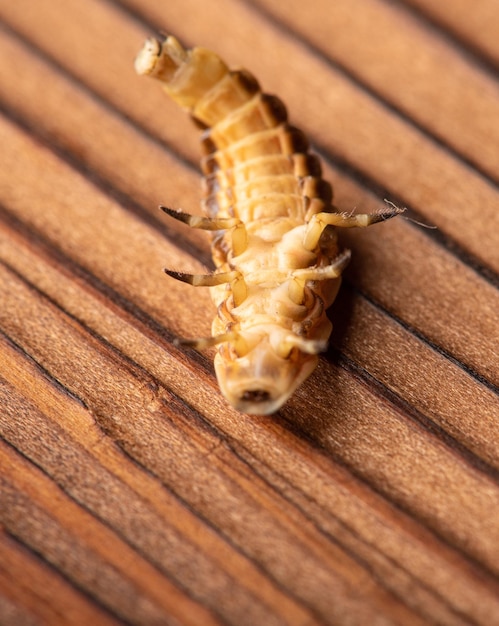 Firefly larva small firefly larva photographed with macro lens on rustic wooden surface selective focus