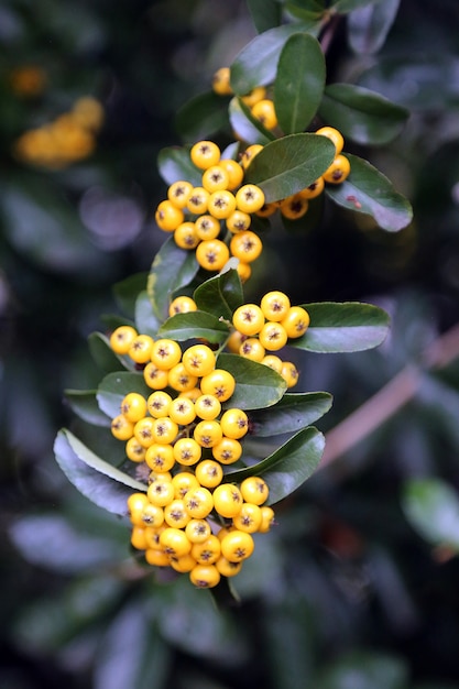 Firethorn berries in autumn 