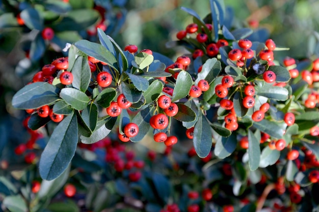 firethorn decorative shrub with red berries and green leaves