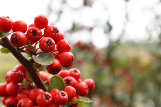 Firethorn or pyracantha decorative garden bush with bright red berries close up of pyracantha red