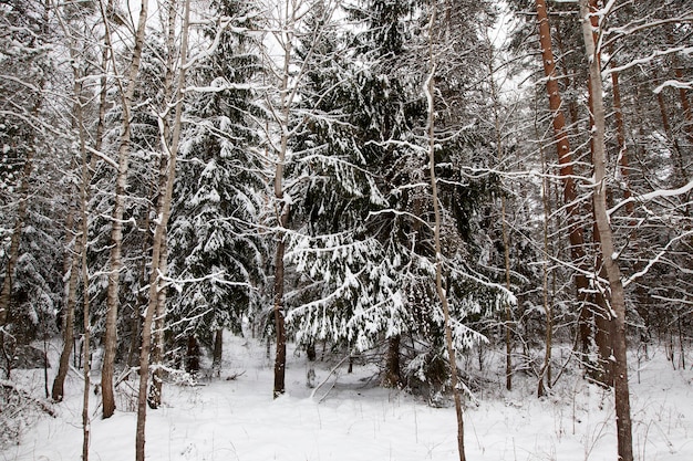 firs and pines in the winter season 