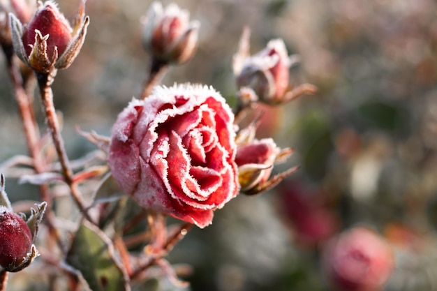 First autumn frost Bush with burgundy blooming rose covered with white frost Onset of winter nature falls asleep