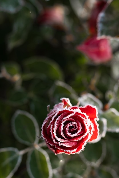 First autumn frost Bush with burgundy blooming rose covered with white frost Winter nature falls asleep Vertical