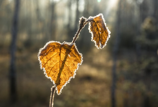 First autumn frosts. Hoarfrost on the leaves