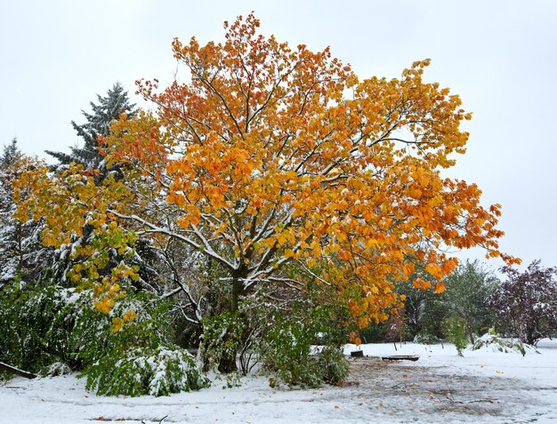 First autumn sudden snow in city park