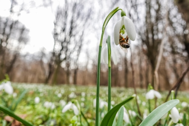 First bees flying to the blossoms of the snowdrops